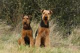 AIREDALE TERRIER 362